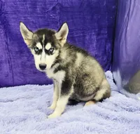 Spike financing available, a male Siberian Husky for sale in Sandy Hook, KY – Photo 3 of 3
