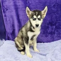 Spike financing available, a male Siberian Husky for sale in Sandy Hook, KY – Photo 2 of 3