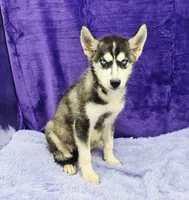 Spike financing available, a male Siberian Husky for sale in Sandy Hook, KY – Photo 2 of 3