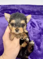 Boonie - Teacup , a male Yorkshire Terrier for sale in Sandy Hook, KY – 3 of 10