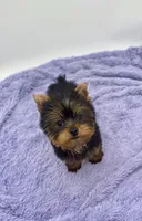 Winnie, a female Yorkshire Terrier for sale in Sandy Hook, KY – 2 of 9