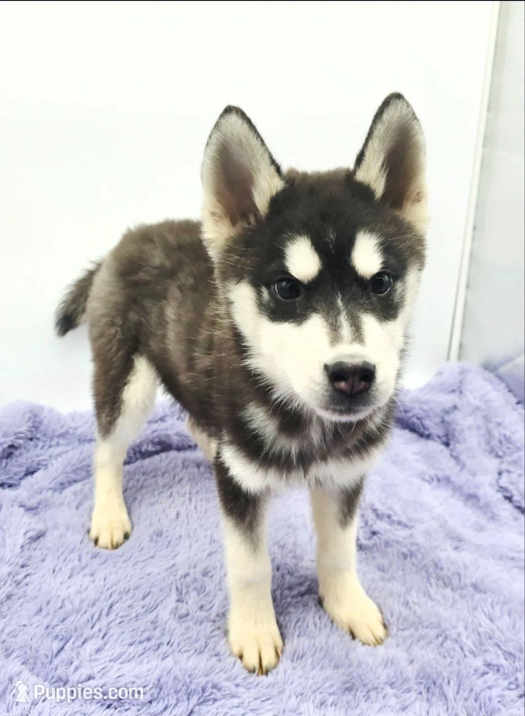 Titan – Siberian Husky puppy for sale in Sandy Hook, KY