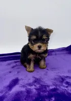 Charlie - Male Yorkie, a male Yorkshire Terrier for sale in Sandy Hook, KY – 4 of 10