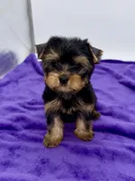 Alex, a male Yorkshire Terrier for sale in Sandy Hook, KY – 7 of 9