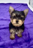 Boonie - Teacup , a male Yorkshire Terrier for sale in Sandy Hook, KY – 5 of 9