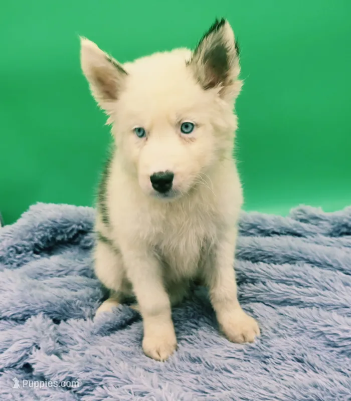 Jarred – Siberian Husky puppy for sale in Sandy Hook, KY