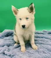 Jarred, a male Siberian Husky for sale in Sandy Hook, KY – 1 of 4