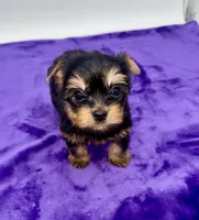 Lex - Male Yorkie, a male Yorkshire Terrier for sale in Sandy Hook, KY – 4 of 9