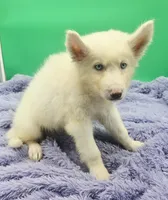 Jasper, a male Siberian Husky for sale in Sandy Hook, KY – 3 of 4