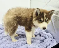 Stormy , a male Siberian Husky for sale in Sandy Hook, KY – 2 of 2