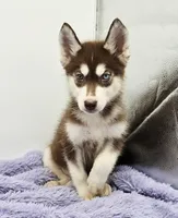 Rusty, a male Siberian Husky for sale in Sandy Hook, KY – Photo 2 of 3