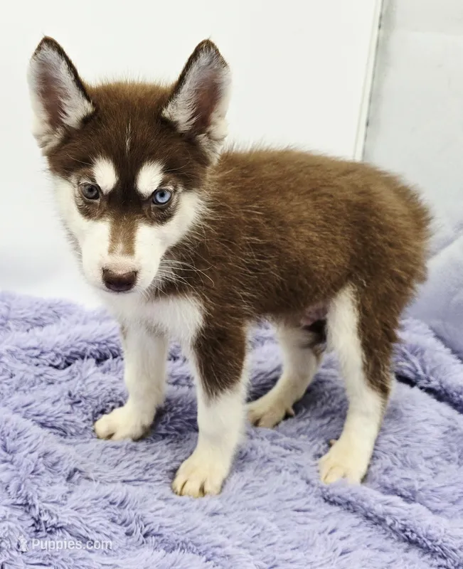 Rusty – Siberian Husky puppy for sale in Sandy Hook, KY