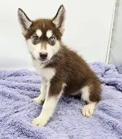 Rusty, a male Siberian Husky for sale in Sandy Hook, KY – Photo 3 of 3