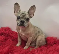 Tyson  financing available, a male French Bulldog for sale in Sandy Hook, KY – Photo 1 of 2