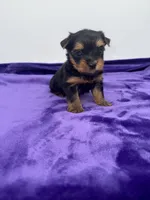 Alex - Male Yorkie, a male Yorkshire Terrier for sale in Sandy Hook, KY – 5 of 10