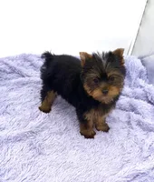 Winnie, a female Yorkshire Terrier for sale in Sandy Hook, KY – 5 of 9