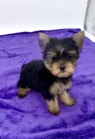 Boonie - Teacup , a male Yorkshire Terrier for sale in Sandy Hook, KY – 4 of 9