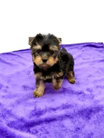 Alex, a male Yorkshire Terrier for sale in Sandy Hook, KY – 6 of 9