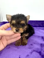 Boonie - Teacup , a male Yorkshire Terrier for sale in Sandy Hook, KY – 8 of 10