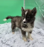 Drexel Financing available , a male Siberian Husky for sale in Sandy Hook, KY – 4 of 4