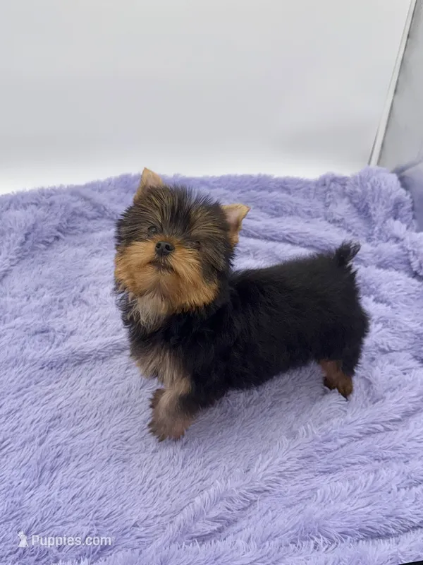 Winnie – Yorkshire Terrier puppy for sale in Sandy Hook, KY