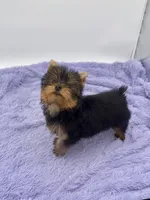 Winnie, a female Yorkshire Terrier for sale in Sandy Hook, KY – 1 of 9