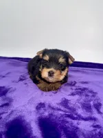Kody - Male Yorkie, a male Yorkshire Terrier for sale in Sandy Hook, KY – 9 of 10