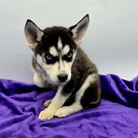 Reba, a female Siberian Husky for sale in Sandy Hook, KY – Photo 3 of 3
