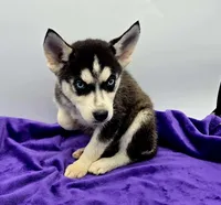Reba, a female Siberian Husky for sale in Sandy Hook, KY – Photo 3 of 3