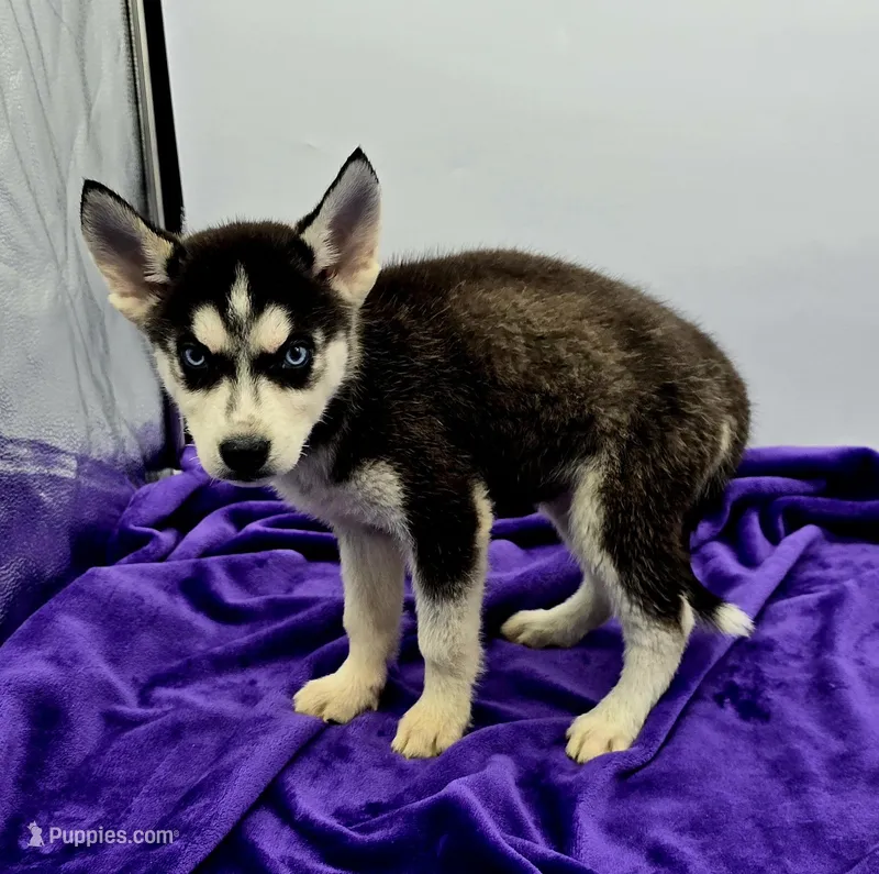 Reba, a female Siberian Husky for sale in Sandy Hook, KY – Photo 1 of 3
