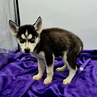 Reba, a female Siberian Husky for sale in Sandy Hook, KY – Photo 1 of 3