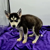 Reba, a female Siberian Husky for sale in Sandy Hook, KY – Photo 1 of 3
