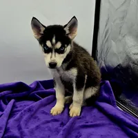 Reba, a female Siberian Husky for sale in Sandy Hook, KY – Photo 2 of 3