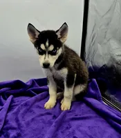 Reba, a female Siberian Husky for sale in Sandy Hook, KY – Photo 2 of 3