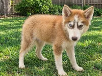 Stormy , a male Siberian Husky for sale in Sandy Hook, KY – 2 of 3