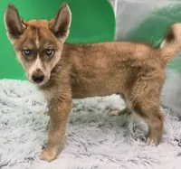 Dozer Financing available , a male Siberian Husky for sale in Sandy Hook, KY – 1 of 3