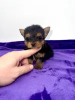 Boonie - Teacup , a male Yorkshire Terrier for sale in Sandy Hook, KY – 9 of 10