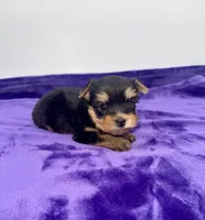 Kody - Male Yorkie, a male Yorkshire Terrier for sale in Sandy Hook, KY – 5 of 10