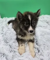 Drexel Financing available , a male Siberian Husky for sale in Sandy Hook, KY – 3 of 4