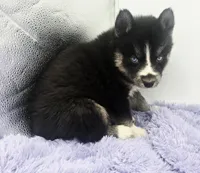 Checkers, a male Siberian Husky for sale in Sandy Hook, KY – Photo 3 of 5