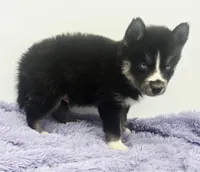 Checkers, a male Siberian Husky for sale in Sandy Hook, KY – Photo 5 of 5