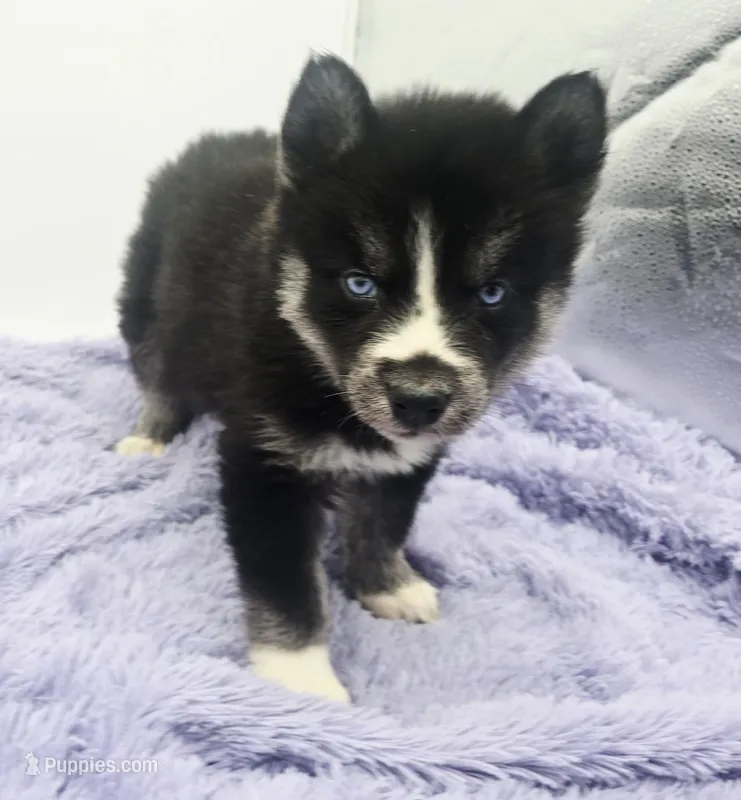 Checkers – Siberian Husky puppy for sale in Sandy Hook, KY
