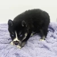 Checkers, a male Siberian Husky for sale in Sandy Hook, KY – Photo 2 of 5