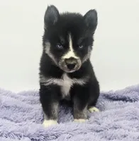 Checkers, a male Siberian Husky for sale in Sandy Hook, KY – Photo 4 of 5