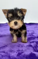 Charlie - Male Yorkie, a male Yorkshire Terrier for sale in Sandy Hook, KY – 8 of 10