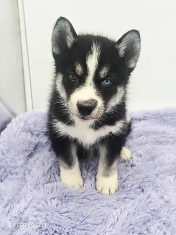 Cody – Siberian Husky puppy for sale in Sandy Hook, KY