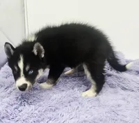 Cody, a male Siberian Husky for sale in Sandy Hook, KY – Photo 5 of 5