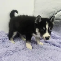 Cody, a male Siberian Husky for sale in Sandy Hook, KY – Photo 4 of 5