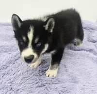 Cody, a male Siberian Husky for sale in Sandy Hook, KY – Photo 3 of 5