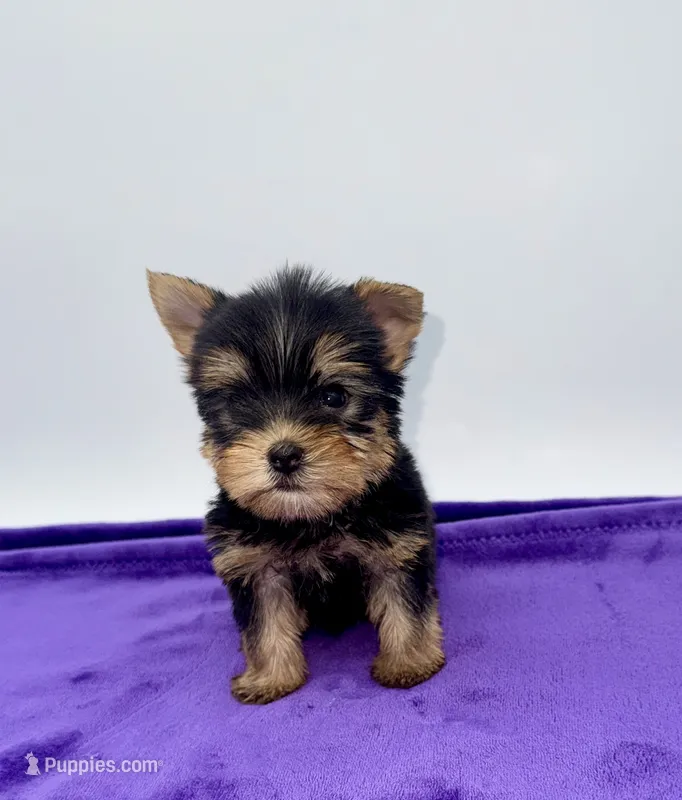 Charlie - Male Yorkie – Yorkshire Terrier puppy for sale in Sandy Hook, KY
